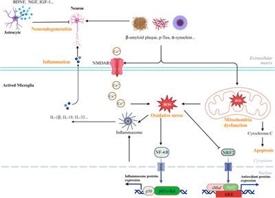 Current and further outlook on the protective potential of Antrodia camphorata against neurological disorders